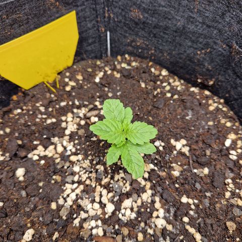 Skywalker OG  growlog timeline photo