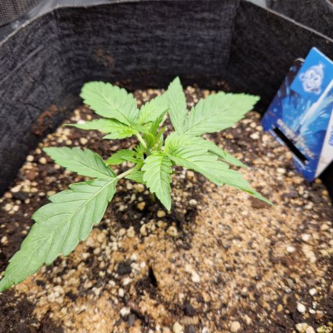 Skywalker OG  growlog timeline photo