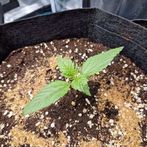 Blueberry growlog timeline photo