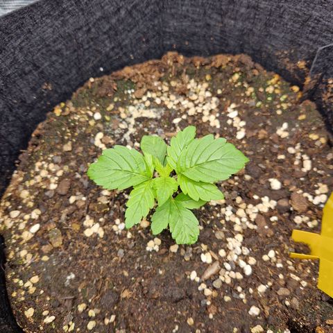 Skywalker OG  growlog photo: Die große entwickelt sich mittlerweile wirklich gut. Die kleine für die Verhältnisse ebenfalls. Licht Abstand (höher) und Lichtstärke nochmal angepasst (dunkler) damit der Abstand der nodien größer wird. 