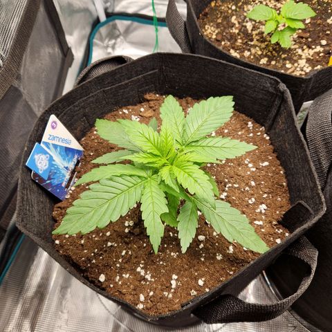 Skywalker OG  growlog photo: Die große entwickelt sich mittlerweile wirklich gut. Die kleine für die Verhältnisse ebenfalls. Licht Abstand (höher) und Lichtstärke nochmal angepasst (dunkler) damit der Abstand der nodien größer wird. 