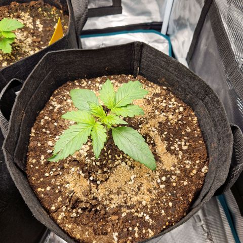Blueberry growlog timeline photo