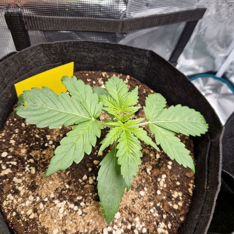 Blueberry growlog timeline photo
