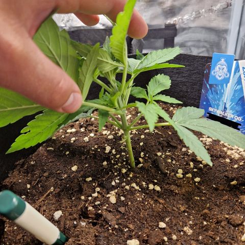 Skywalker OG  growlog photo: Langsam entwickeln sich beide gut und die Überlegung ist weitere blätter zu entfernen. 