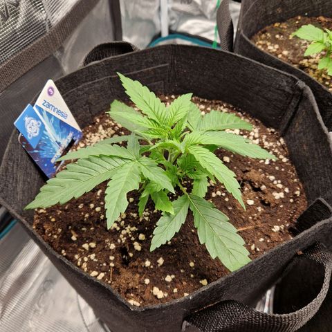 Skywalker OG  growlog photo: Langsam entwickeln sich beide gut und die Überlegung ist weitere blätter zu entfernen. 
