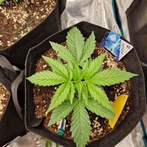 Skywalker OG  growlog photo: Langsam entwickeln sich beide gut und die Überlegung ist weitere blätter zu entfernen. 