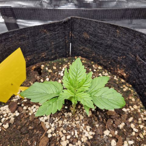 Skywalker OG  growlog photo: Langsam entwickeln sich beide gut und die Überlegung ist weitere blätter zu entfernen. 