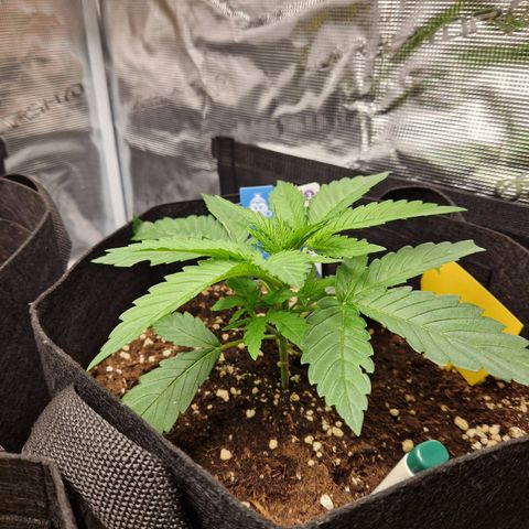 Skywalker OG  growlog photo: Langsam entwickeln sich beide gut und die Überlegung ist weitere blätter zu entfernen. 