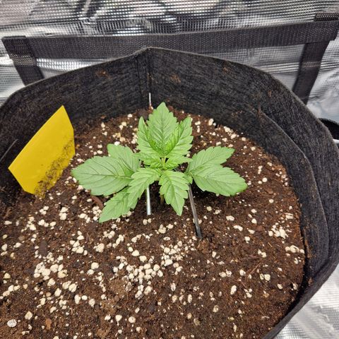 Skywalker OG  growlog timeline photo