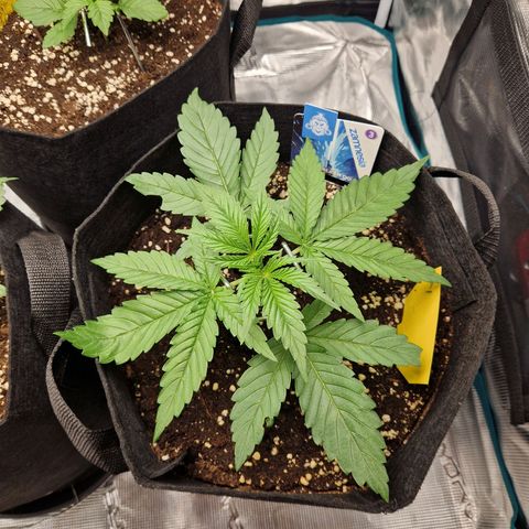 Skywalker OG  growlog timeline photo