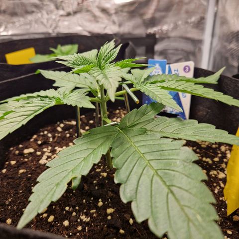 Skywalker OG  growlog timeline photo
