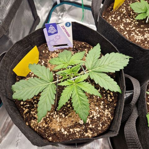 Blueberry growlog timeline photo