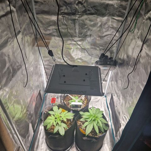 Skywalker OG  growlog timeline photo