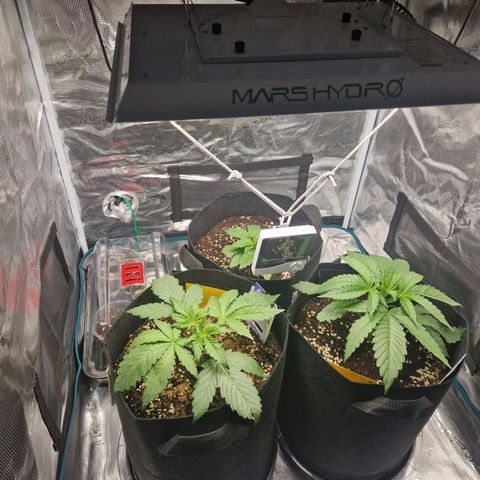 Skywalker OG  growlog timeline photo