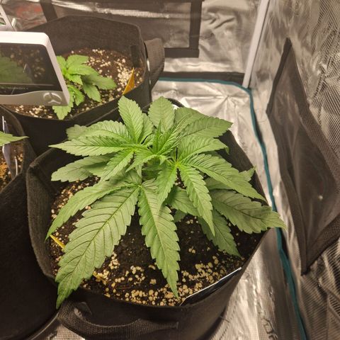 Skywalker OG  growlog timeline photo