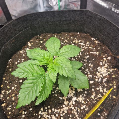Skywalker OG  growlog timeline photo