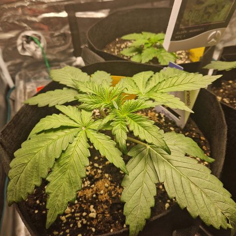 Blueberry growlog timeline photo