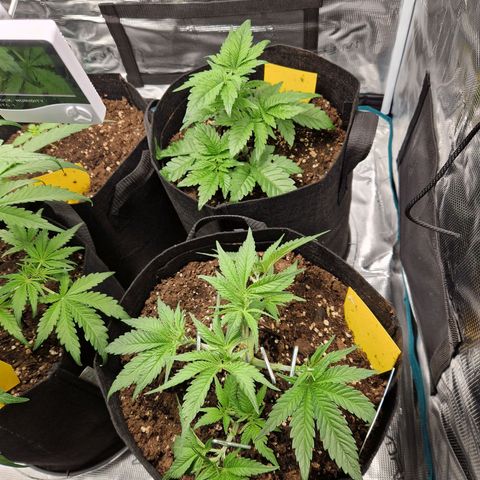 Skywalker OG  growlog timeline photo
