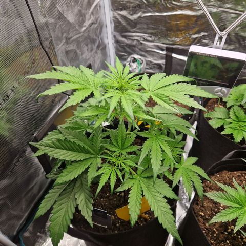 Blueberry growlog timeline photo