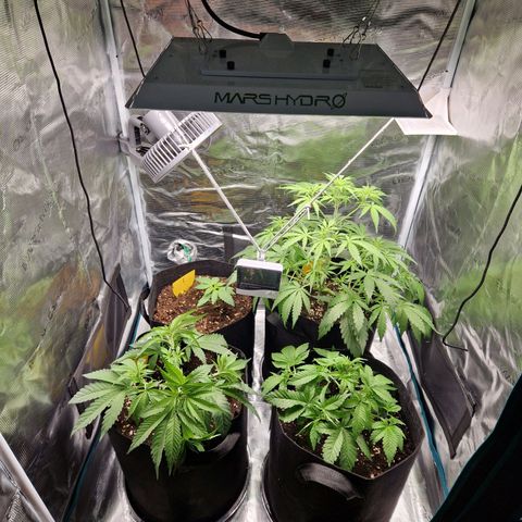 Skywalker OG  growlog photo: Lampe leicht umgesetzt, Lüfter und Pflanzen neu positioniert 