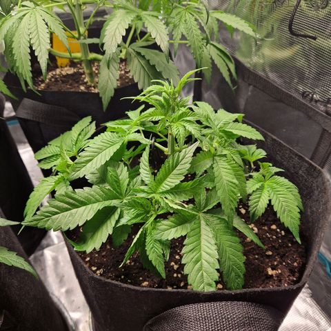 Skywalker OG  growlog timeline photo