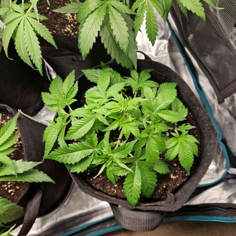 Skywalker OG  growlog timeline photo