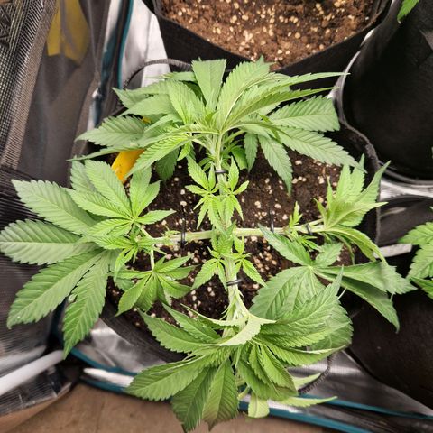 Skywalker OG  growlog timeline photo