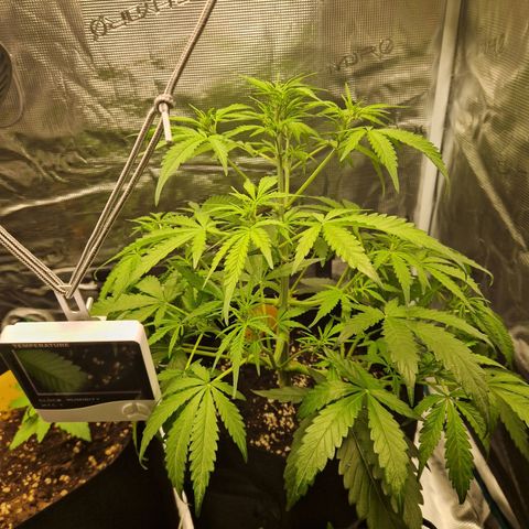 Blueberry growlog timeline photo