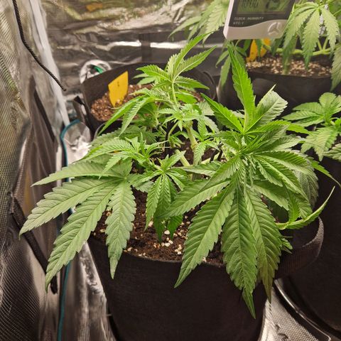 Skywalker OG  growlog timeline photo