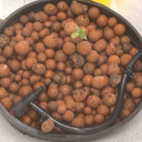 Yo-Rico growlog timeline photo