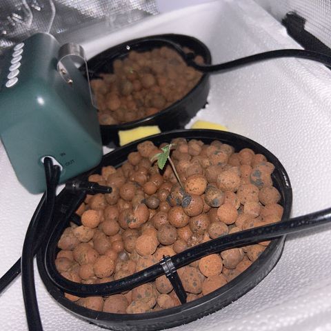 Yo-Rico growlog timeline photo