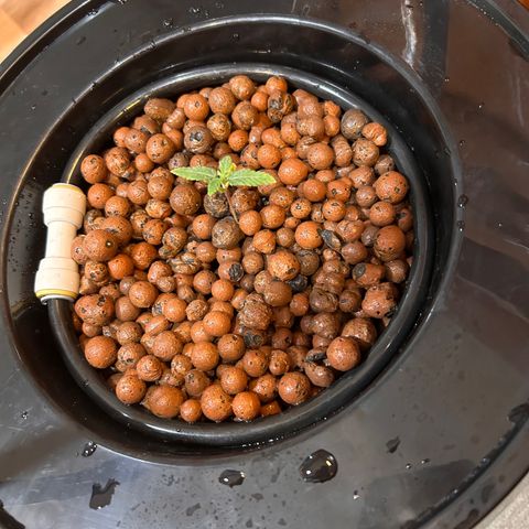 Yo-Rico growlog photo: Transplanted the seedling
