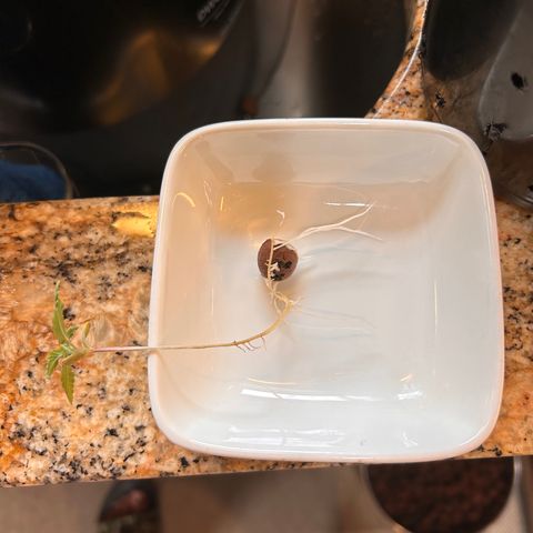 Yo-Rico growlog photo: Transplanted to a better container