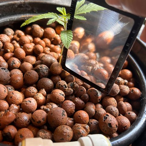 Yo-Rico growlog photo: First root coming out the bottom 