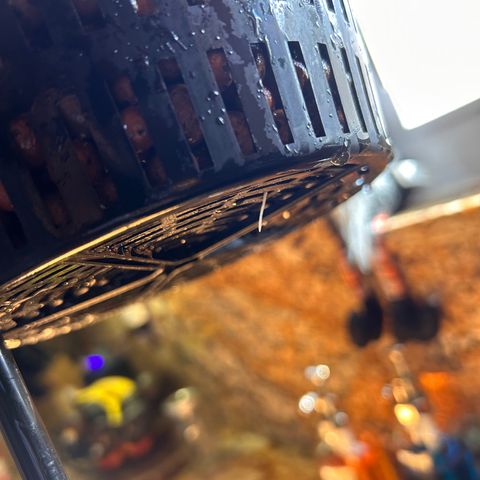 Yo-Rico growlog photo: First root coming out the bottom 