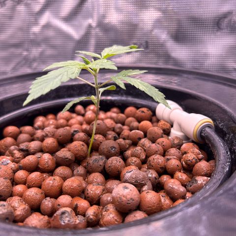 Yo-Rico growlog timeline photo