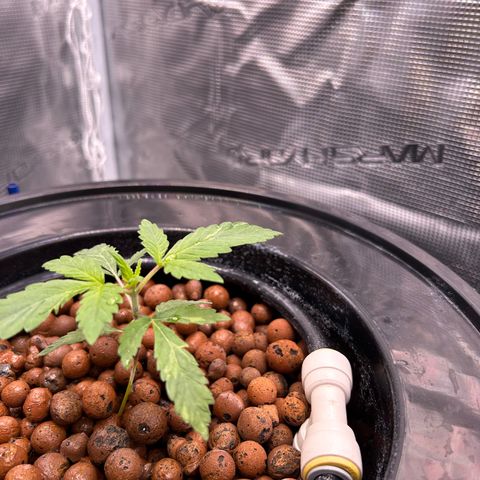 Yo-Rico growlog timeline photo