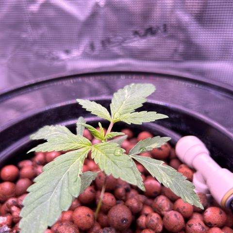 Yo-Rico growlog timeline photo