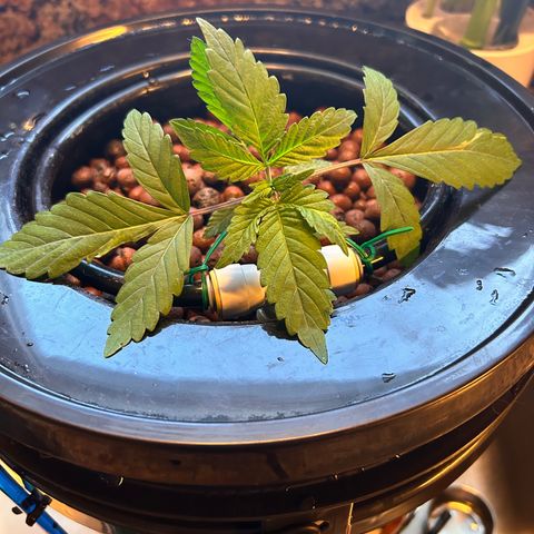 Yo-Rico growlog timeline photo