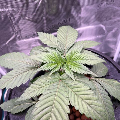 Yo-Rico growlog timeline photo