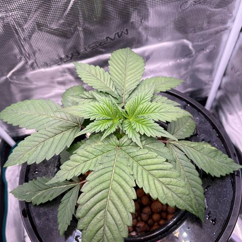 Yo-Rico growlog timeline photo