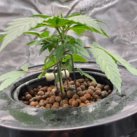 Yo-Rico growlog timeline photo