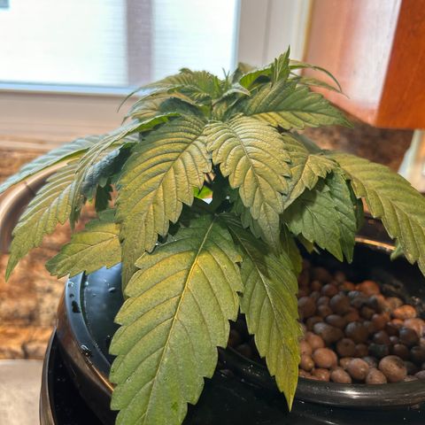 Yo-Rico growlog timeline photo