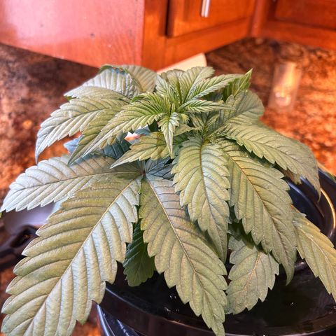 Yo-Rico growlog timeline photo