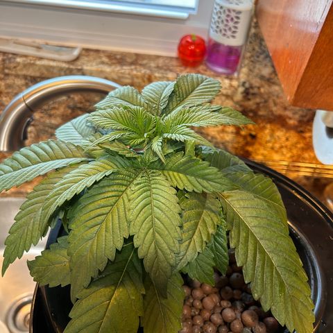Yo-Rico growlog timeline photo