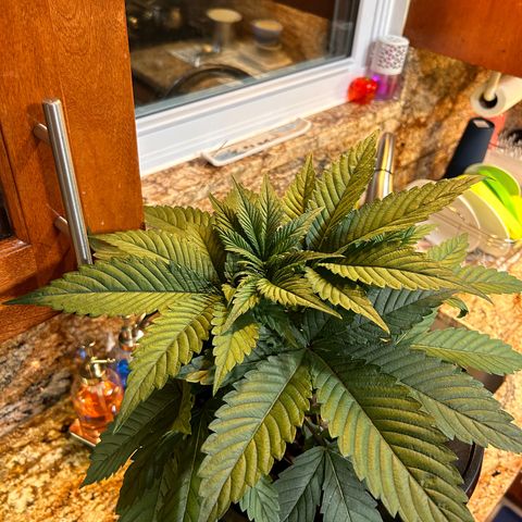 Yo-Rico growlog photo: Ended up breaking two branches by mistake but saved one and the other one I’m trying to see if I can maybe clone it lol fingers crossed 🤞