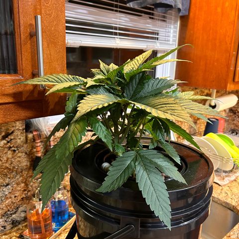 Yo-Rico growlog photo: Ended up breaking two branches by mistake but saved one and the other one I’m trying to see if I can maybe clone it lol fingers crossed 🤞