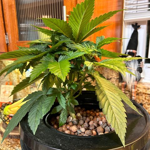 Yo-Rico growlog photo: Ended up breaking two branches by mistake but saved one and the other one I’m trying to see if I can maybe clone it lol fingers crossed 🤞