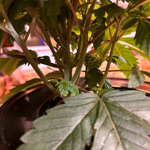 Yo-Rico growlog photo: Ended up breaking two branches by mistake but saved one and the other one I’m trying to see if I can maybe clone it lol fingers crossed 🤞