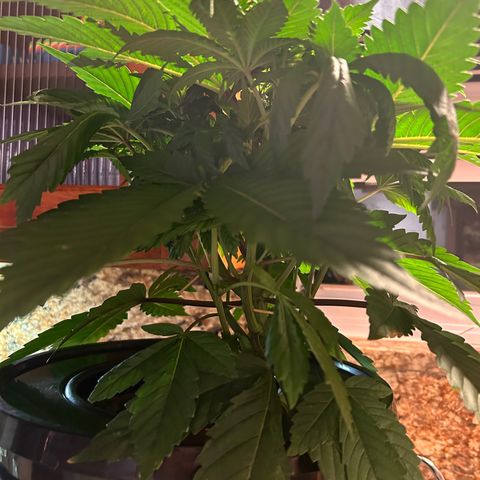 Yo-Rico growlog photo: Sprayed it with flowers kiss from fox farm.